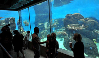 San Diego Zoo's Africa Rocks Exhibit Opens